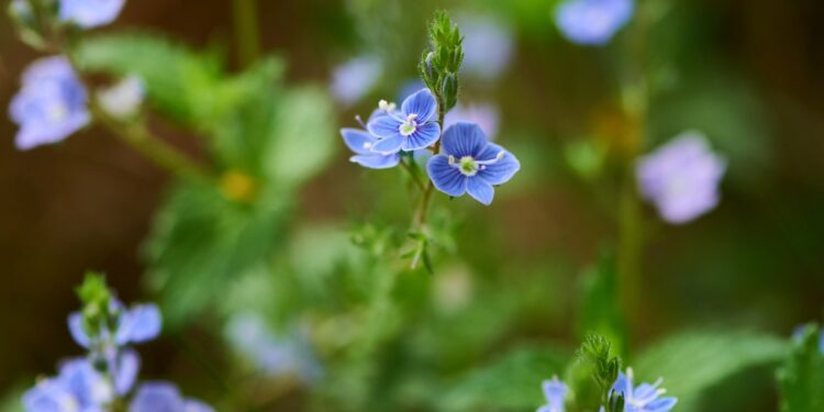 Blaue Blüten des Gamander-Ehrenpreis