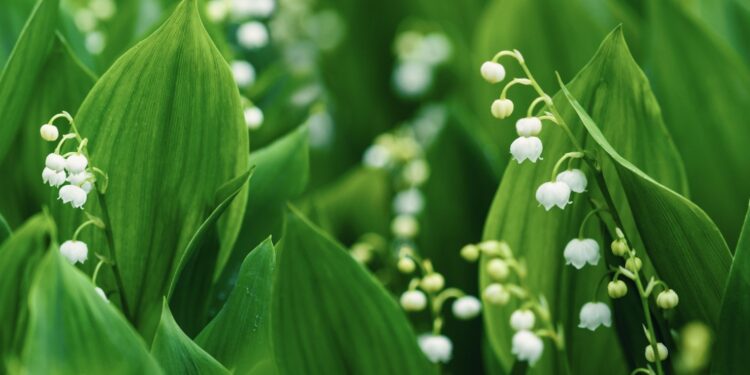 Blätter und weiße Blüten des Maiglöckchens