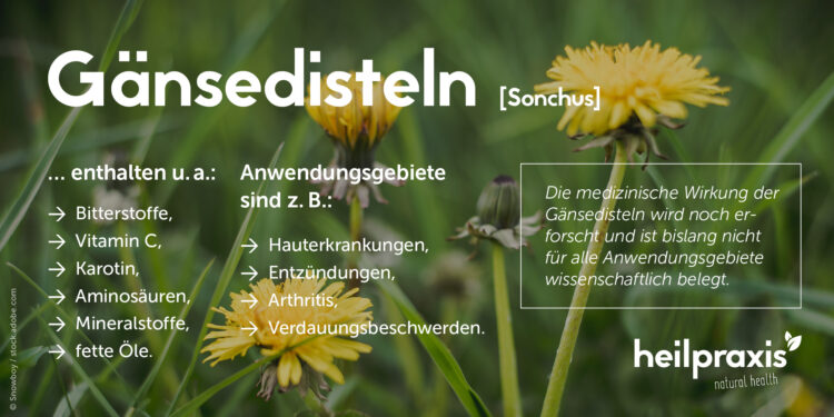 Übersicht der wichtigsten Inhaltsstoffe und Anwendungsgebiete von Gänsedisteln