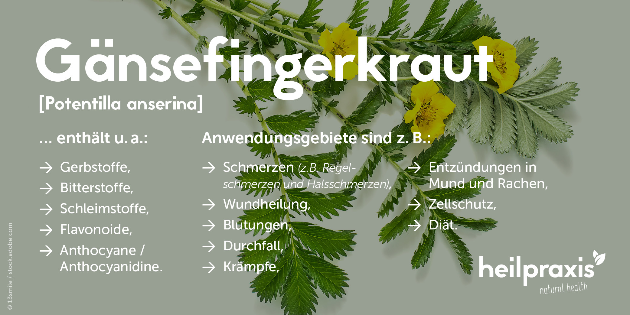 Übersichtsgrafik zu Inhaltsstoffen und Anwendungsgebieten des Gänsefingerkrauts