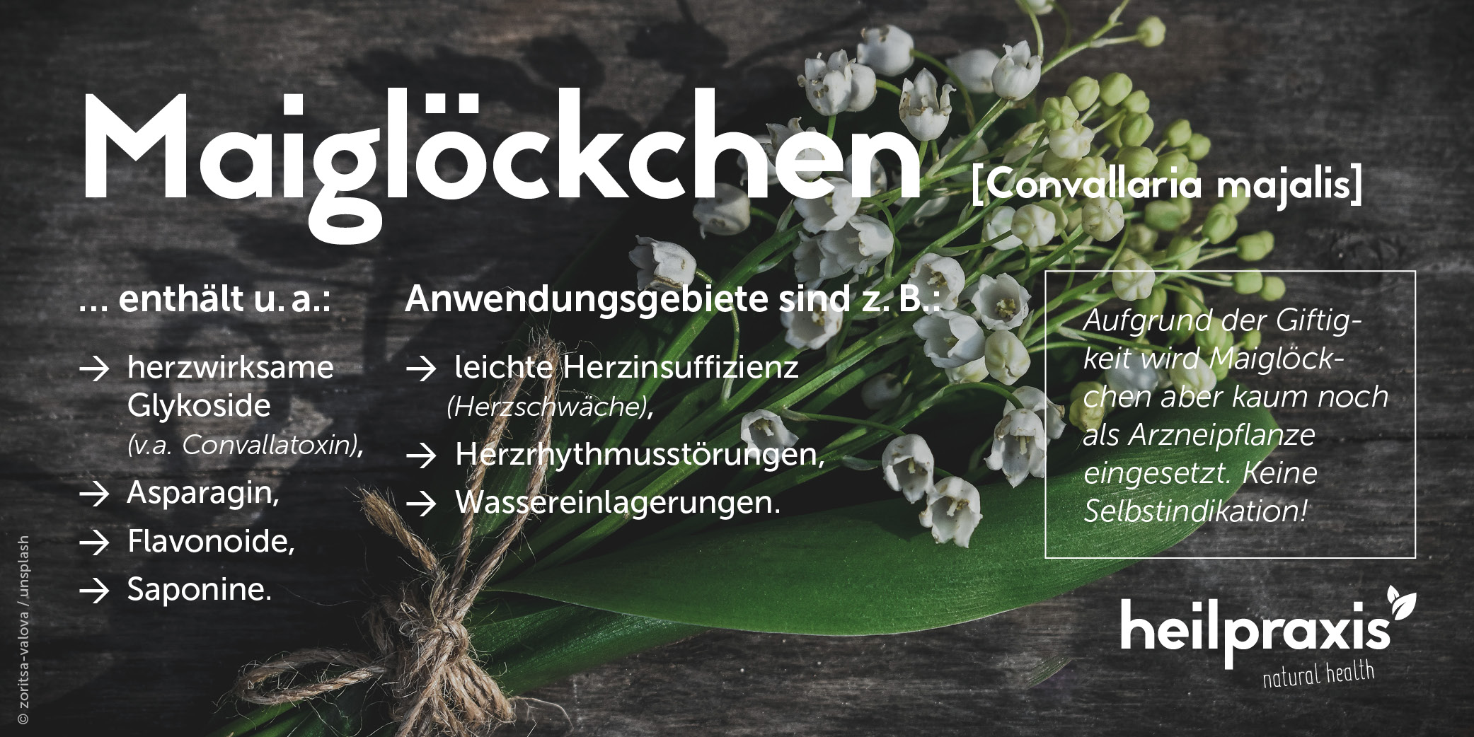 Übersichtsgrafik mit den Inhaltsstoffen und Anwendungsgebieten des Maiglöckchens