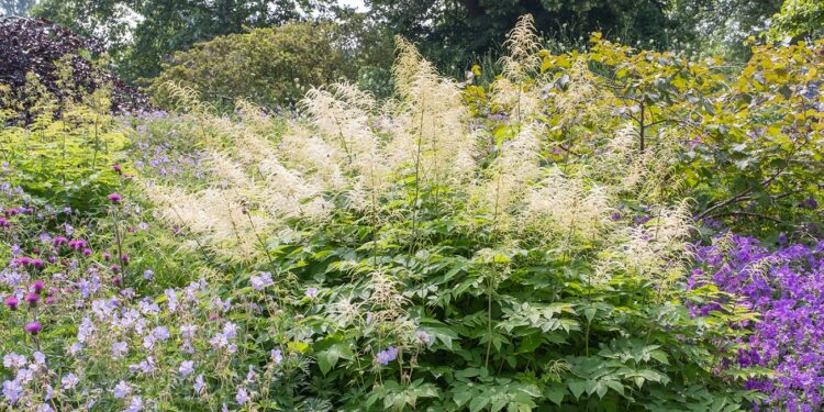 Eine Staude Waldgeißbart wächst im Garten zwischen anderen Pflanzen.