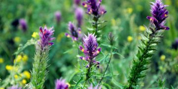 Die Pflanze Astragalus wird bereits seit Jahrhunderten in der traditionellen chinesischen Medizin verwendet. (Bild:  Irina/stock.adobe.com)