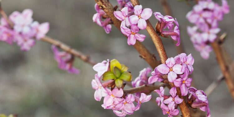 Echter Seidelbast Zweig mit violetten Blüten