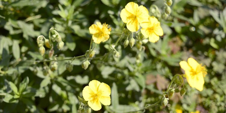 Gewöhnliches Sonnenröschen mit gelben Blüten