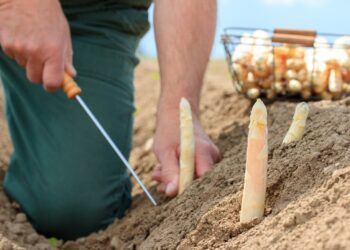 Ein Landwirt erntet Spargel auf einem Feld.