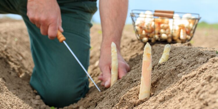 Ein Landwirt erntet Spargel auf einem Feld.