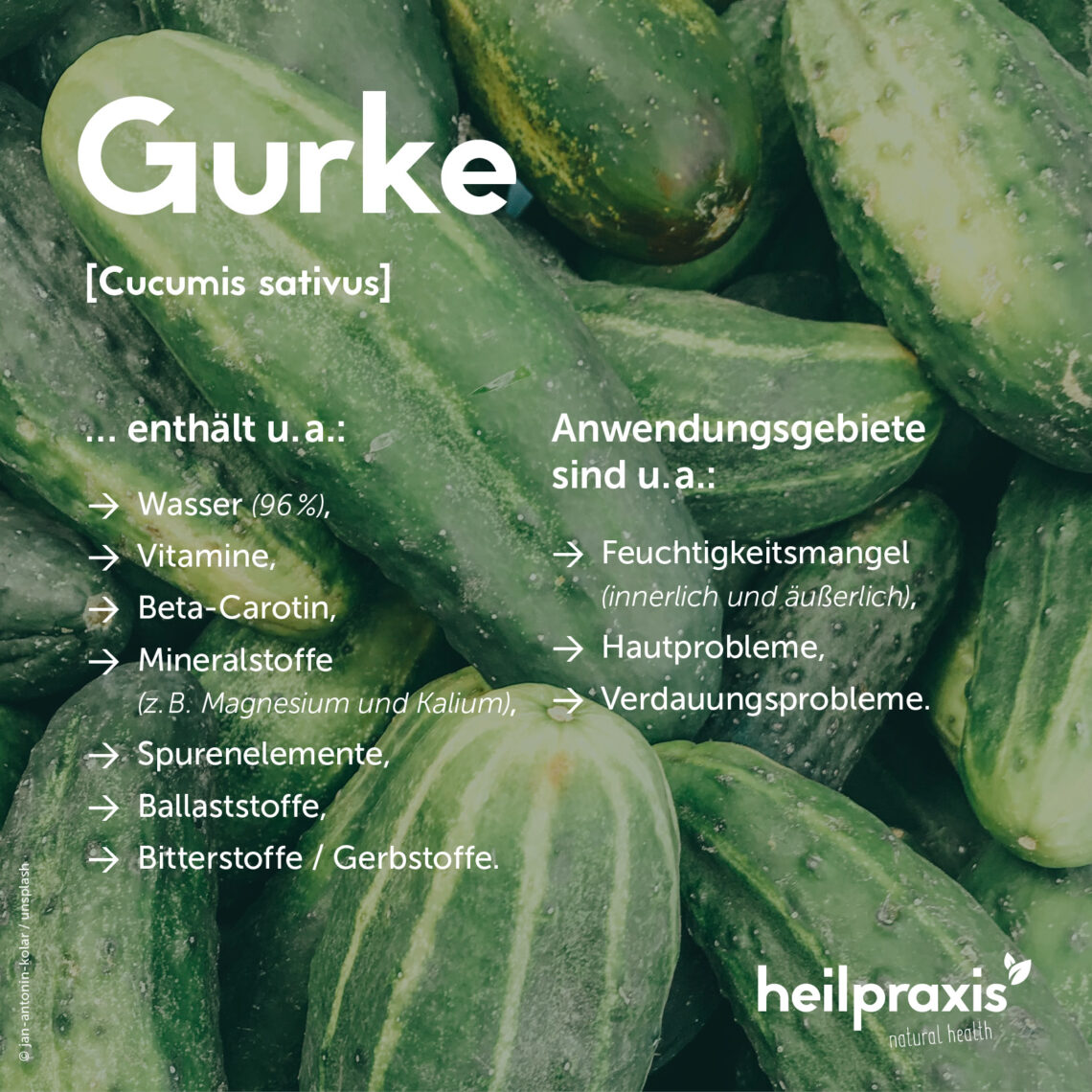 Gurke – Inhaltsstoffe, Wirkung und Anwendung – Heilpraxis