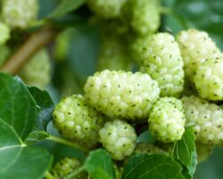 Reife Früchte einer Weißen Maulbeere.