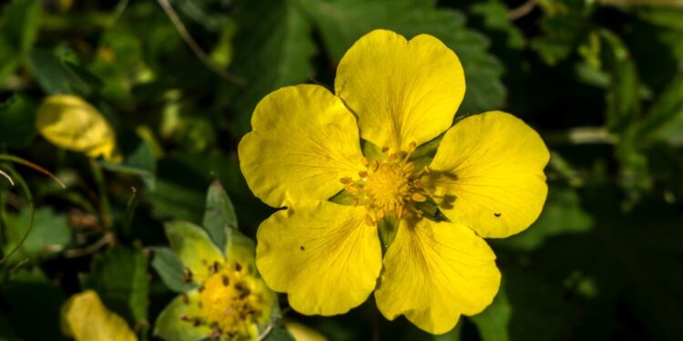 Frühlings-Fingerkraut mit fünfblättriger gelber Blüte