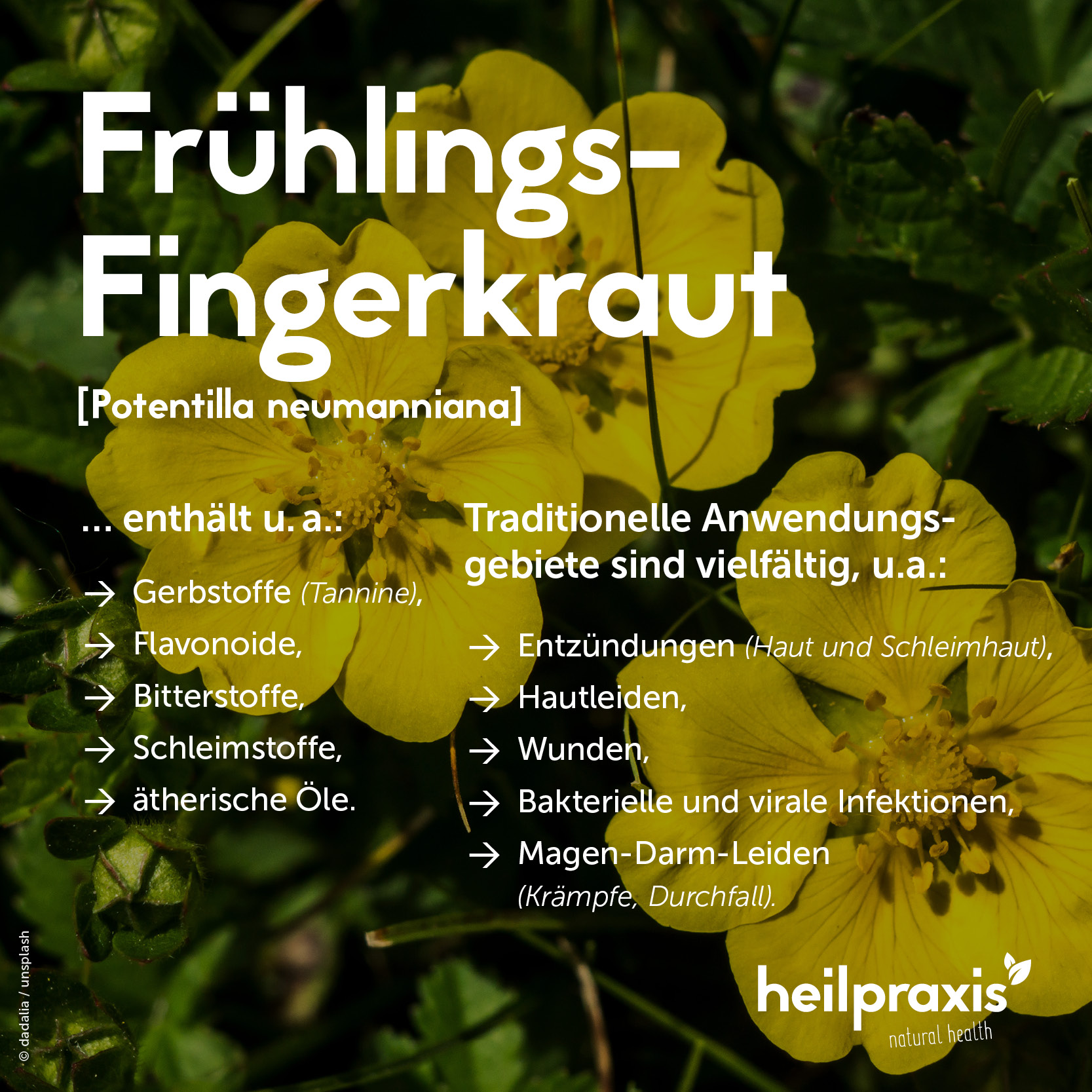 Frühlings-Fingerkraut mit gelben Blüten