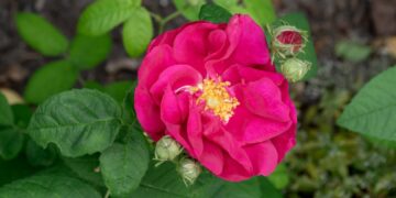 Die Essig-Rose ist seit langer Zeit eine beliebte Heilpflanze - Extrakte, Rosenwasser und Rosenöl finden vielfältige Anwendungen im Bereich der Medizin und Kosmetik (Bild: TasfotoNL/stock.adobe.com)