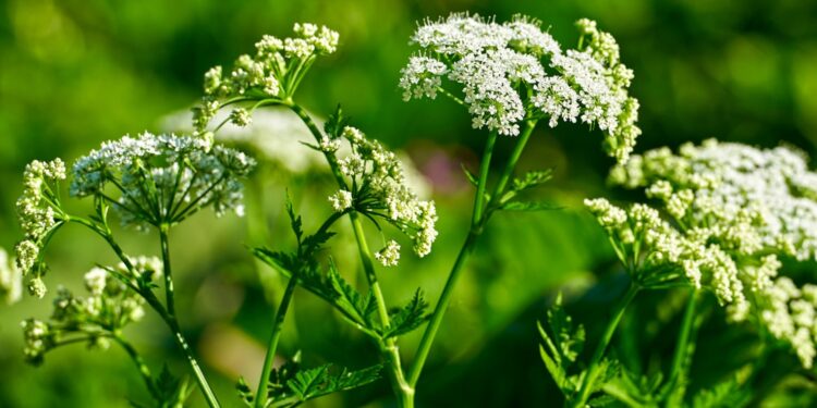 Mehrere Stängel des Gefleckten Schierings mit Blättern und weißen Doldenblüten