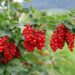 Rote Johannisbeeren sind sehr gesund und schützen vor vielen Erkrankungen. (Bild: RRF/stock.adobe.com)