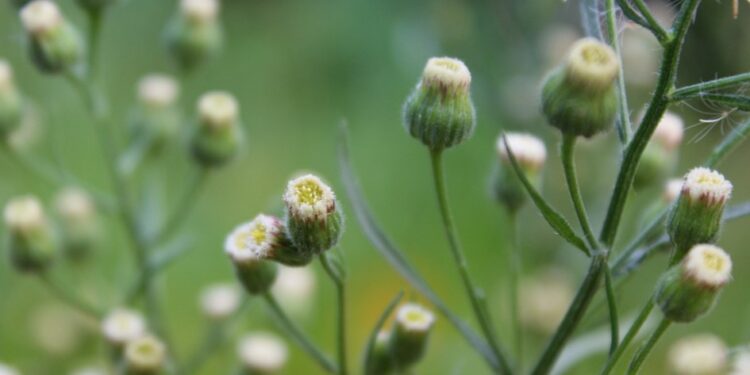 Aufblühende Knospen an Stängeln des Kanadischen Berufskrauts