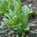 Rukula ist ein Gemüse, welches sich vorteilhaft auf viele Aspekte der Gesundheit aus wirkt und gleichzeitig vor einigen gefährlichen Erkrankungen schützt. (Bild:Harald Biebel/stock/adobe.com)