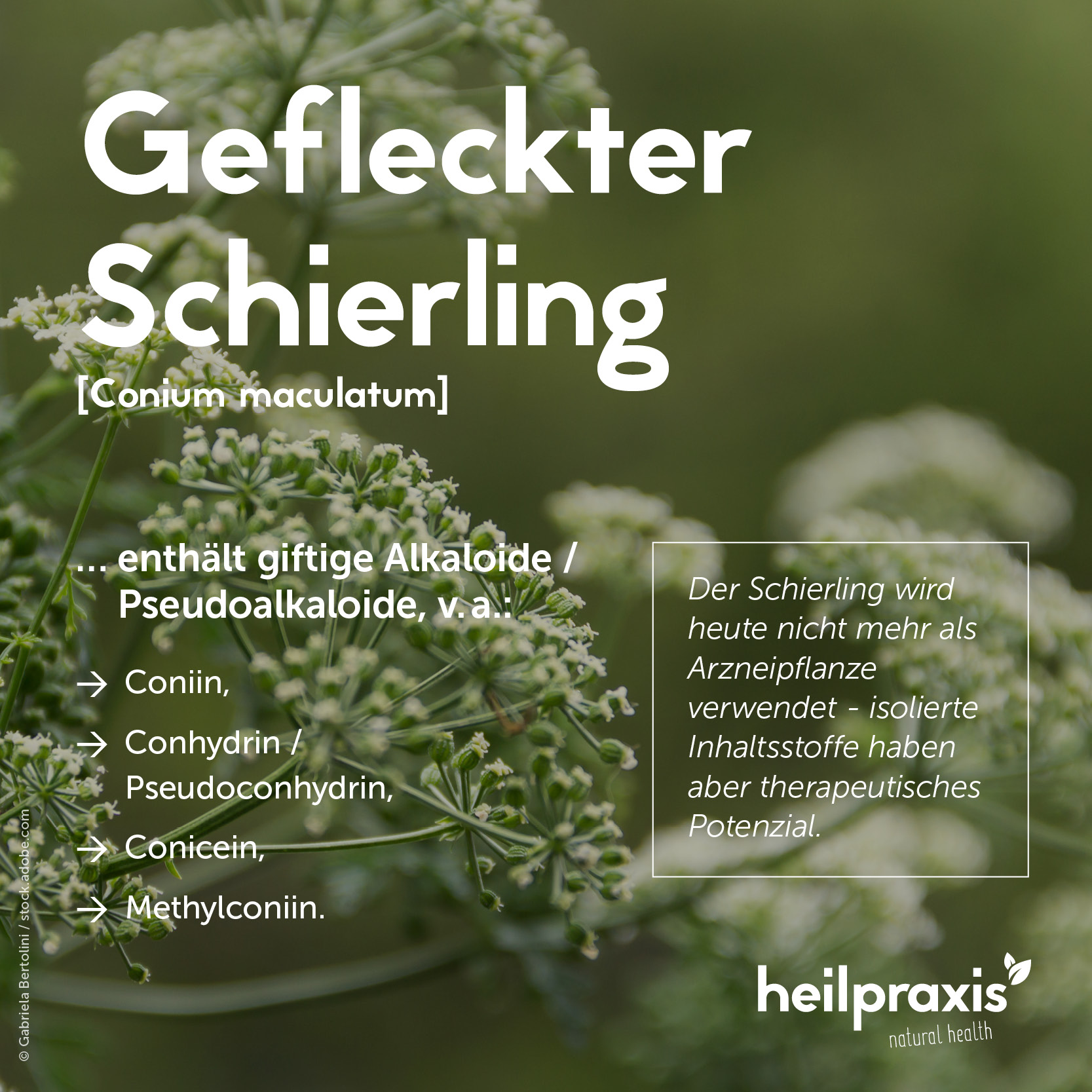 Übersichtsgrafik der Inhaltsstoffe (Alkaloide) des Gefleckten Schierlings.