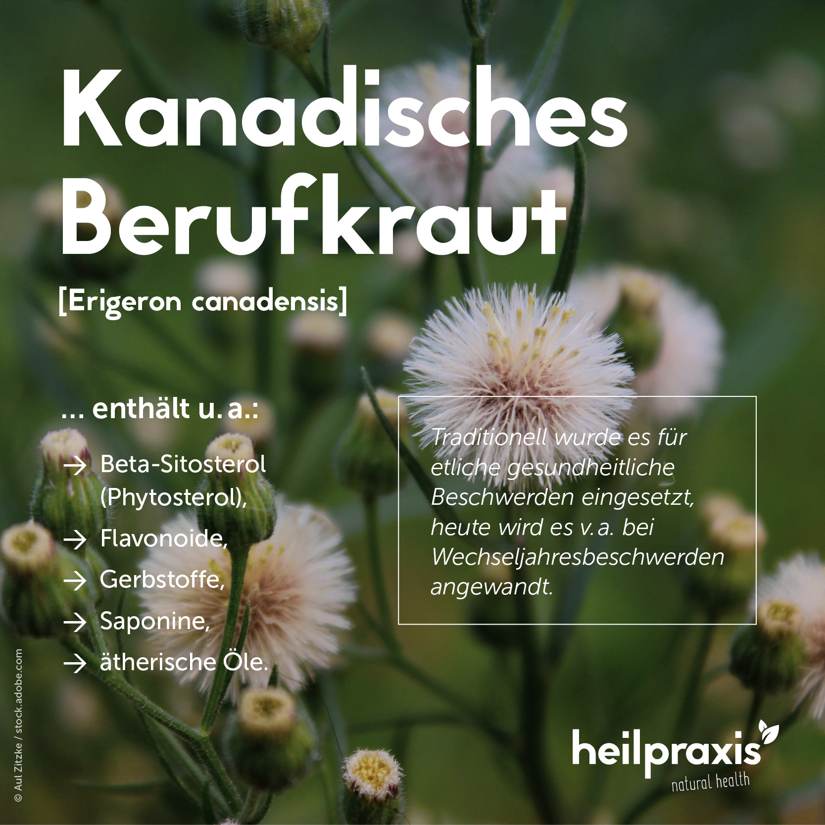 Übersichtsgrafik der Inhaltsstoffe des Kanadischen Berufkrauts.