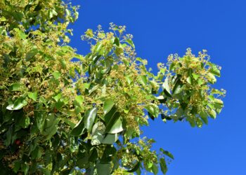 Aus dem Kampferbaum wird der Wirkstoff Campher gewonnen, der gleichzeitig ein effektives natürliches Fungizid und wirksames Antioxidans darstellt. (Bild: Jon Benedictus/stock.adobe.com)