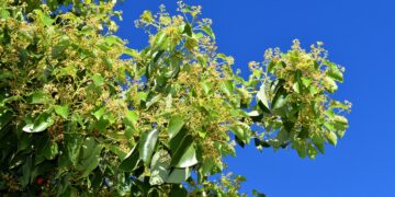 Aus dem Kampferbaum wird der Wirkstoff Campher gewonnen, der gleichzeitig ein effektives natürliches Fungizid und wirksames Antioxidans darstellt. (Bild: Jon Benedictus/stock.adobe.com)