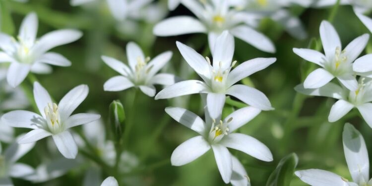 Sternförmige, weiße Blüten des Dolden-Milchsterns