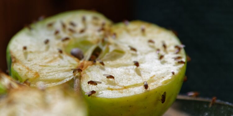 Ein aufgeschnittener Apfel, auf dem zahlreiche Fruchtfliegen sind