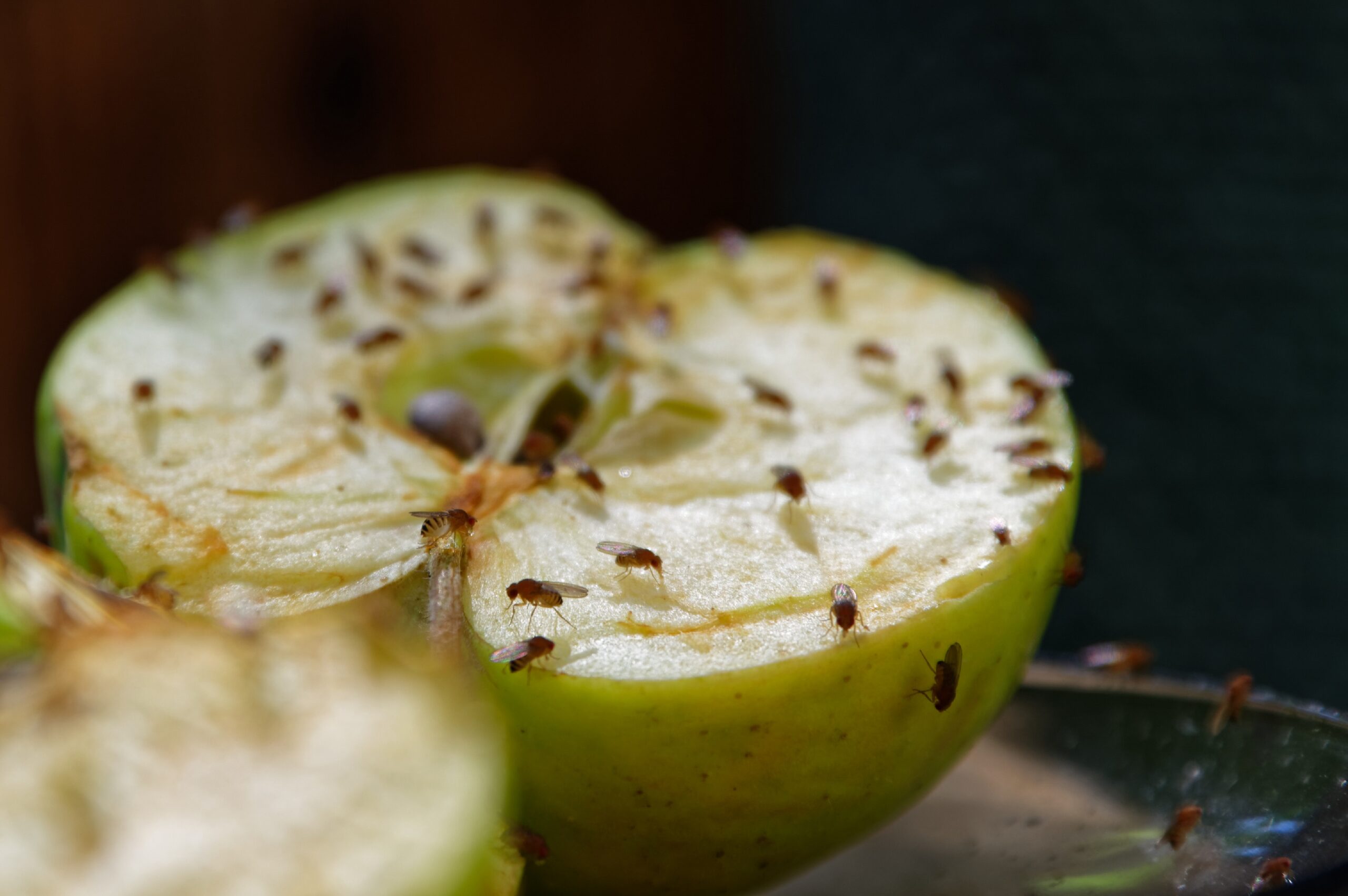 Fruchtfliegen loswerden Diese Tipps und Hausmittel können helfen