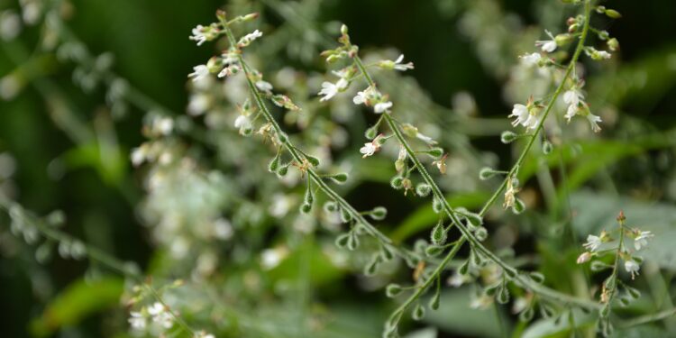 Weiße Blüten des Hexenkrauts