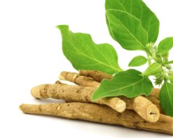 Ashwagandha in Großaufnahme vor weißem Hintergrund.