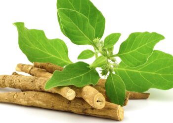 Ashwagandha in Großaufnahme vor weißem Hintergrund.