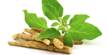 Ashwagandha in Großaufnahme vor weißem Hintergrund.