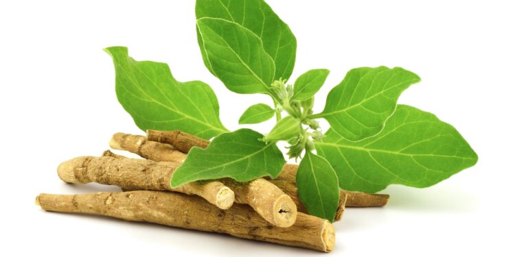 Ashwagandha in Großaufnahme vor weißem Hintergrund.
