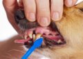 Bei einem Hund werden die Zähne geputzt.