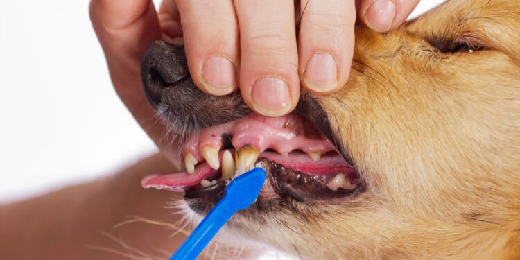 Bei einem Hund werden die Zähne geputzt.