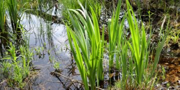 Die Heilpflanze Kalmus hat neben vielen anderen gesundheitlichen Vorteilen auch einen erheblichen Einfluss auf die Verdauung und verschiedene Magen-Darm-Beschwerden. (Bild: Joanna/stock.adobe.com)