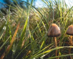 In Mitteleuropa zählt der Spitzkegelige Kahlkopf (Psilocybe semilanceata) zu den Pilzen mit dem höchsten Psilocybin-Gehalt.