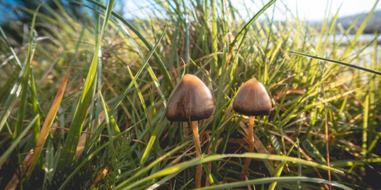 In Mitteleuropa zählt der Spitzkegelige Kahlkopf (Psilocybe semilanceata) zu den Pilzen mit dem höchsten Psilocybin-Gehalt.