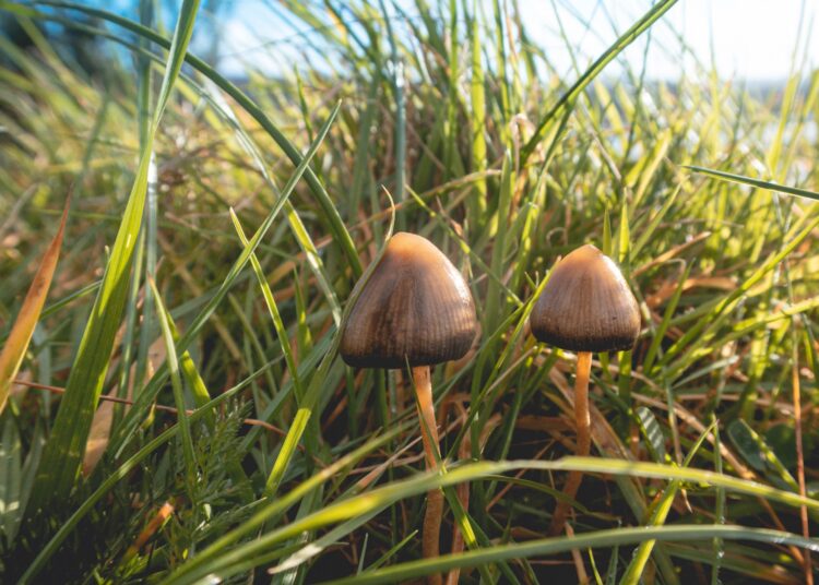 In Mitteleuropa zählt der Spitzkegelige Kahlkopf (Psilocybe semilanceata) zu den Pilzen mit dem höchsten Psilocybin-Gehalt.
