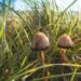 In Mitteleuropa zählt der Spitzkegelige Kahlkopf (Psilocybe semilanceata) zu den Pilzen mit dem höchsten Psilocybin-Gehalt.