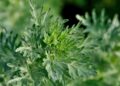 Wermut ist eine äußerst potente Heilpflanze die nicht nur die Verdauung fördert, sondern auch noch vor gefährlichen Bakterien schützt. (Bild: Gerhard Seybert/stock.adobe.com)