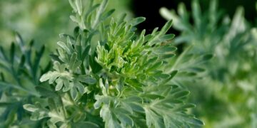 Wermut ist eine äußerst potente Heilpflanze die nicht nur die Verdauung fördert, sondern auch noch vor gefährlichen Bakterien schützt. (Bild: Gerhard Seybert/stock.adobe.com)