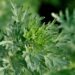 Wermut ist eine äußerst potente Heilpflanze die nicht nur die Verdauung fördert, sondern auch noch vor gefährlichen Bakterien schützt. (Bild: Gerhard Seybert/stock.adobe.com)
