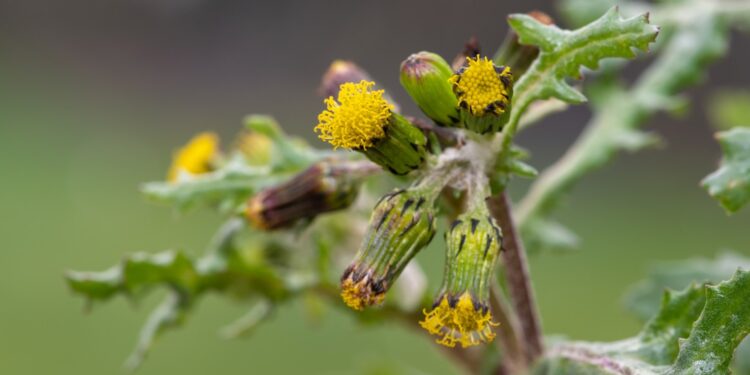 Knospen und Blätter des Gewöhnlichen Greiskrauts