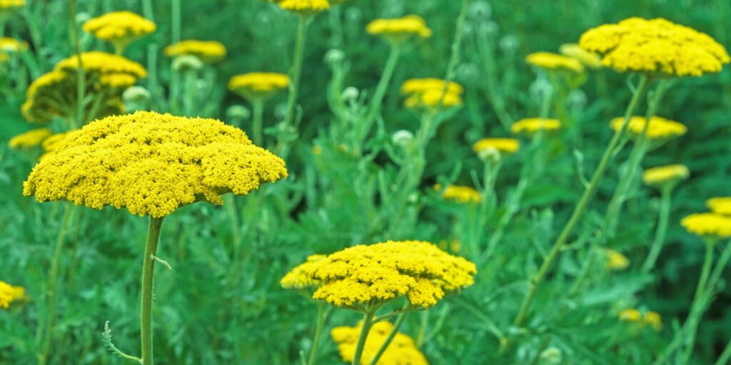 Goldgarbe Inhaltsstoffe, Wirkung und Anwendung Heilpraxis