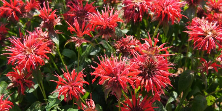 Rote Blüten der Goldmelisse in freier Natur