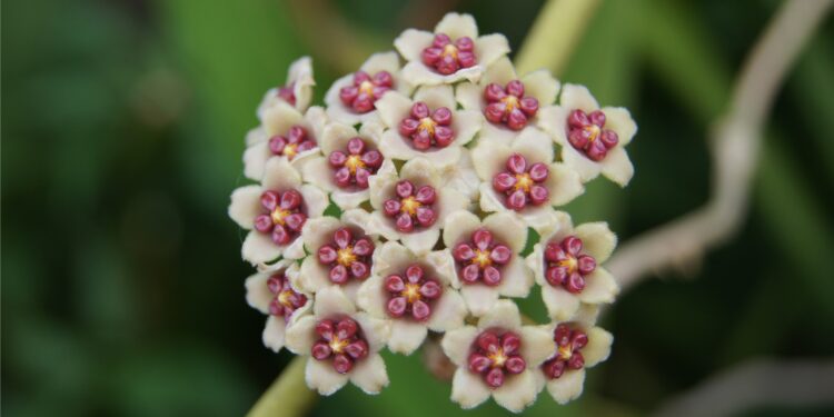 Blüten der Herzblatt-Zimmerpflanze