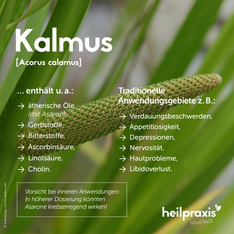 Übersichtsgrafik der Inhaltsstoffe und Anwendungsgebiete von Kalmus