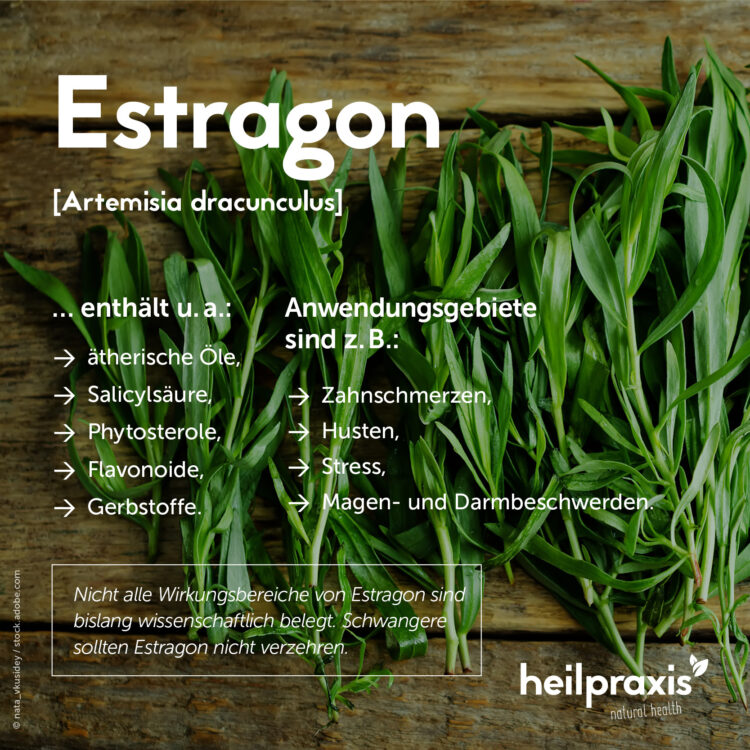 Übersicht der wichtigsten Inhaltsstoffe und Anwendungsgebiete von Estragon