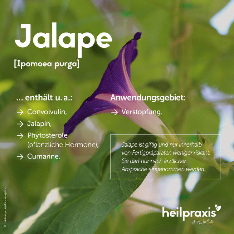 Übersicht der wichtigsten Inhaltsstoffe und Anwendungsgebiete von Jalape