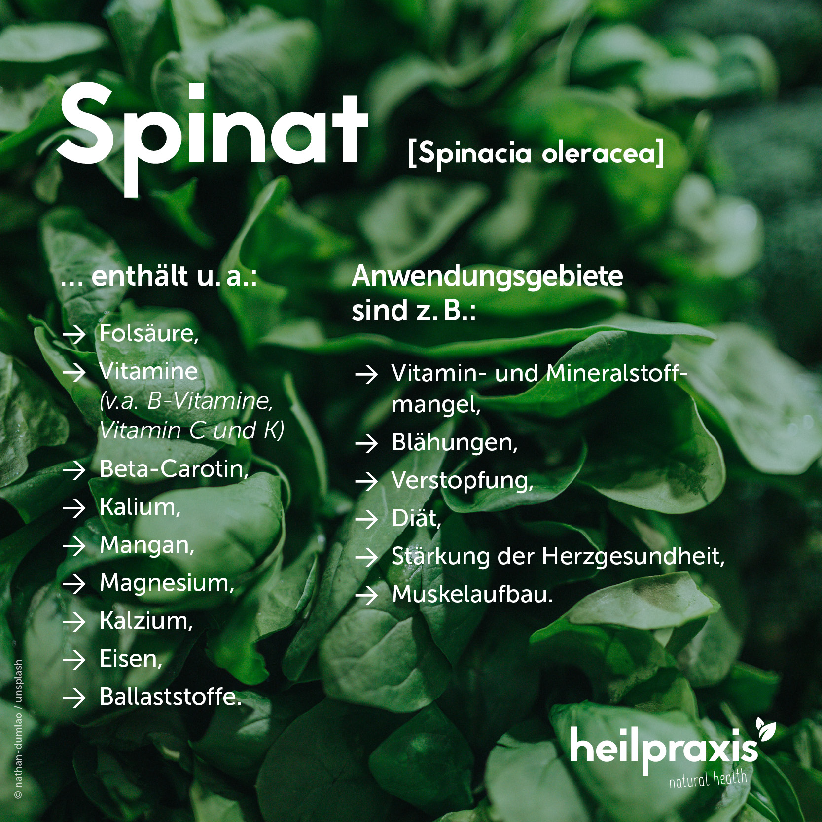 Übersichtsgrafik der Inhaltsstoffe und Anwendung Spinat